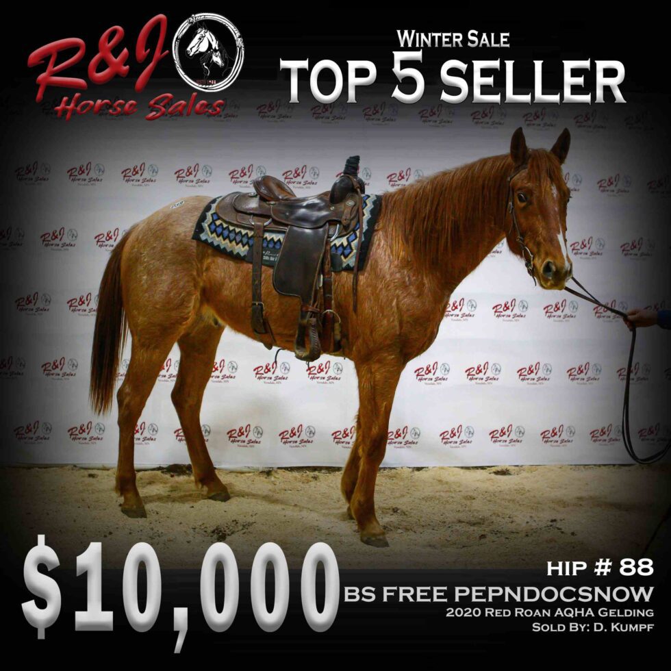 Sales Highlights Our Past Sales R & J Horse Sales